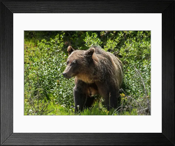 Framed Print : Grizzly bear (Ursus arctos horribilis) Kananaskis Country, Alberta, Canada Framed Print : Grizzly bear (Ursus arctos horribilis) Kananaskis Country, Alberta, Canada