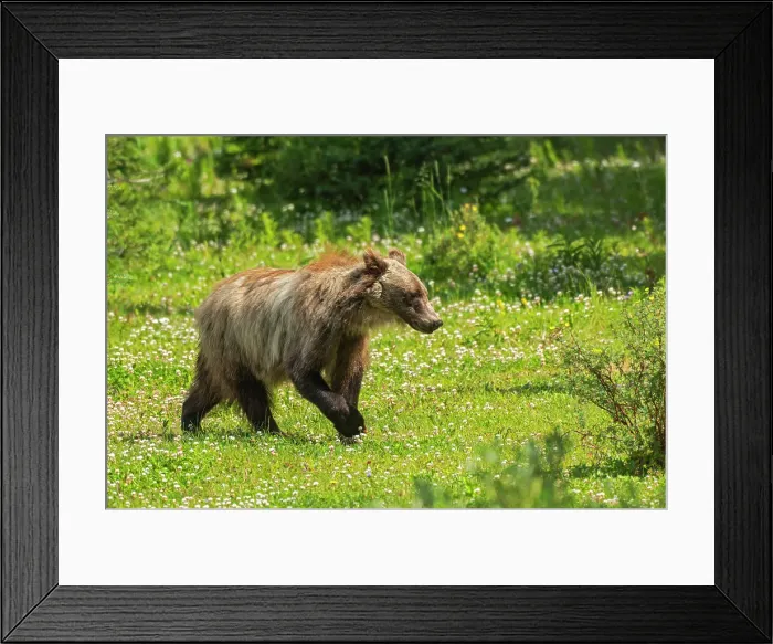 Framed Print : Grizzly bear (Ursus arctos horribilis) Kananaskis Country, Alberta, Canada Framed Print : Grizzly bear (Ursus arctos horribilis) Kananaskis Country, Alberta, Canada