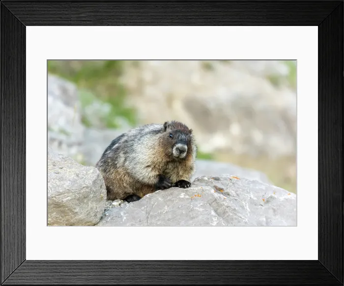 Framed Print : The hoary marmot (Marmota caligata) at Medicine Lake. Jasper National Park, Alberta, Canada Framed Print : The hoary marmot (Marmota caligata) at Medicine Lake. Jasper National Park, Alberta, Canada