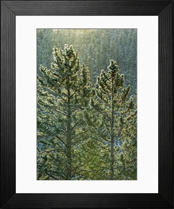 Framed Print : Hoarfrost on evergreen trees on Minnewanka Road, Banff National Park, Alberta, Canada Framed Print : Hoarfrost on evergreen trees on Minnewanka Road, Banff National Park, Alberta, Canada
