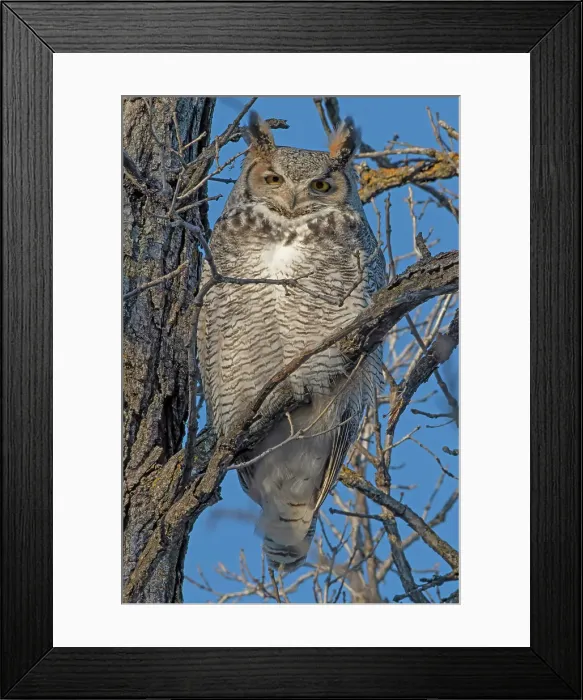 Framed Print : Great horned owl (Bubo virginianus) perched on a tree branch in the Seine River Forest. Winnipeg, Manitoba, Canada Framed Print : Great horned owl (Bubo virginianus) perched on a tree branch in the Seine River Forest. Winnipeg, Manitoba, Canada
