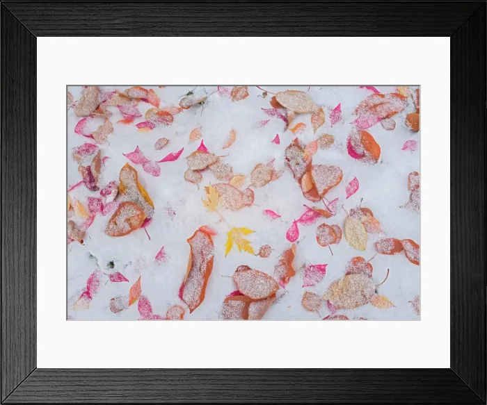 Framed Print : Autumn leaves covered in first snow. Backyard.. Winnipeg, Manitoba, Canada Framed Print : Autumn leaves covered in first snow. Backyard.. Winnipeg, Manitoba, Canada