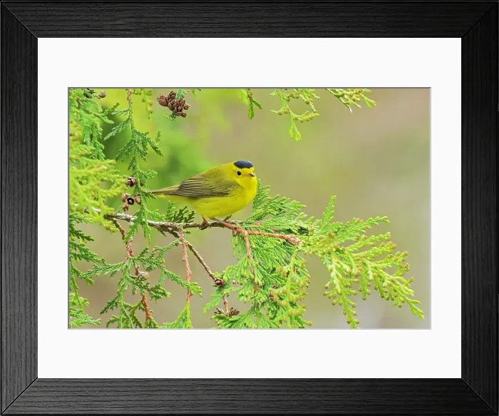 Framed Print : Wilson's Warbler (Cardellina pusilla) in cedar tree in spring. Winnipeg, Manitoba, Canada Framed Print : Wilson's Warbler (Cardellina pusilla) in cedar tree in spring. Winnipeg, Manitoba, Canada