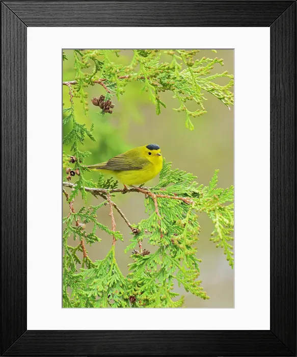 Framed Print : Wilson's Warbler (Cardellina pusilla) in cedar tree in spring. Winnipeg, Manitoba, Canada Framed Print : Wilson's Warbler (Cardellina pusilla) in cedar tree in spring. Winnipeg, Manitoba, Canada