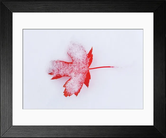 Framed Print : Ornamental maple leaf in snow. Backyard. Winnipeg, Manitoba, Canada