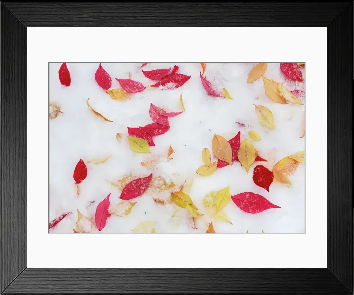 Framed Print : Leaves of burubg bush in first snow. Winnipeg, Manitoba, Canada Framed Print : Leaves of burubg bush in first snow. Winnipeg, Manitoba, Canada