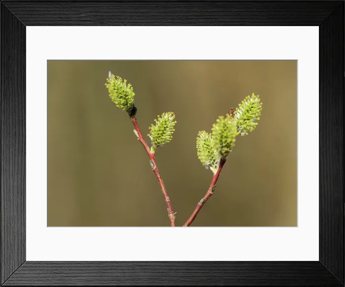 Framed Print : Willow catkins (Salix sp.) in spring (pussy willows) Winnipeg, Manitoba, Canada Framed Print : Willow catkins (Salix sp.) in spring (pussy willows) Winnipeg, Manitoba, Canada