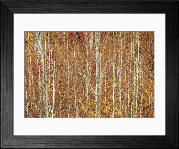 Framed Print : Young trembling aspen (Populus tremuloides) tree trunks amid understory of autumn colored shrubs. Whiteshell Provincial Park, Manitoba, Canada Framed Print : Young trembling aspen (Populus tremuloides) tree trunks amid understory of autumn colored shrubs. Whiteshell Provincial Park, Manitoba, Canada