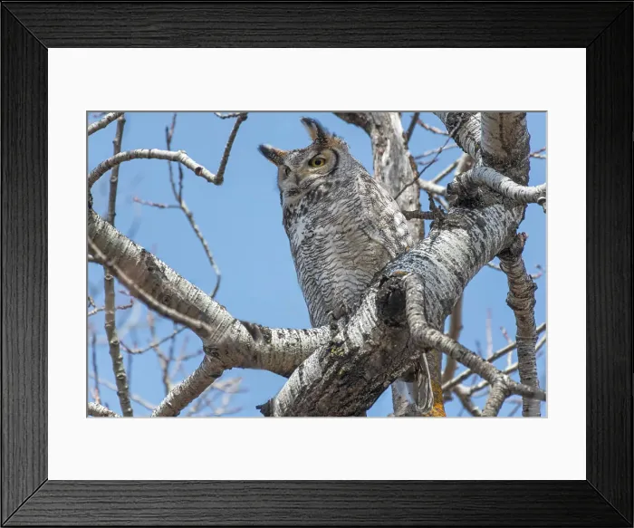 Framed Print : Great horned owl (Bubo virginianus) in trembling aspen or white poplar tree (Populus tremuloides) Seine River Forest. Winnipeg, Manitoba, Canada Framed Print : Great horned owl (Bubo virginianus) in trembling aspen or white poplar tree (Populus tremuloides) Seine River Forest. Winnipeg, Manitoba, Canada