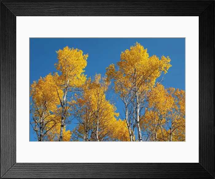 Framed Print : Trembling aspen (Populus tremuloides) in autumn colors, Whiteshell Provincial Park, Manitoba, Canada