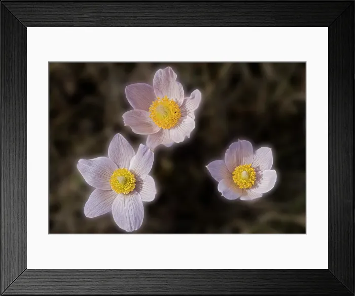 Framed Print : Prairie crocus (Anemone patens) flower blooming in early spring onthe Canadian prairie. Little Mountain Park. Winnipeg, Manitoba, Canada Framed Print : Prairie crocus (Anemone patens) flower blooming in early spring onthe Canadian prairie. Little Mountain Park. Winnipeg, Manitoba, Canada