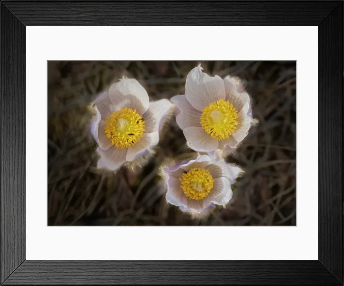 Framed Print : Prairie crocus (Anemone patens) flower blooming in early spring onthe Canadian prairie. Little Mountain Park. Winnipeg, Manitoba, Canada Framed Print : Prairie crocus (Anemone patens) flower blooming in early spring onthe Canadian prairie. Little Mountain Park. Winnipeg, Manitoba, Canada