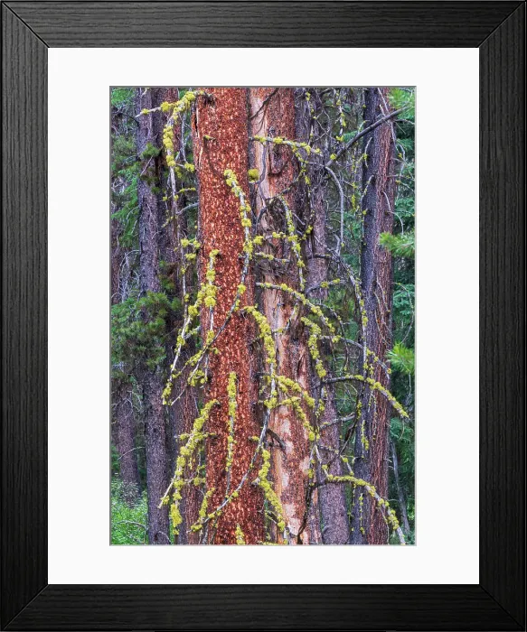 Framed Print : Lodgepole pine trunks (Pinus contorta). Bow Valley. Banff National Park, Alberta, Canada Framed Print : Lodgepole pine trunks (Pinus contorta). Bow Valley. Banff National Park, Alberta, Canada