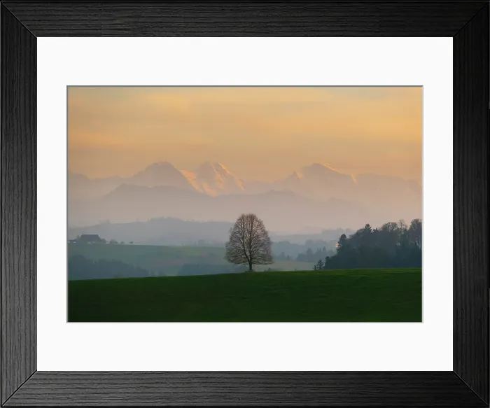 Framed Print : Lone tree with Eiger, Monch, Jungfrau behind, Emmental, Berner Oberland, Switzerland Framed Print : Lone tree with Eiger, Monch, Jungfrau behind, Emmental, Berner Oberland, Switzerland