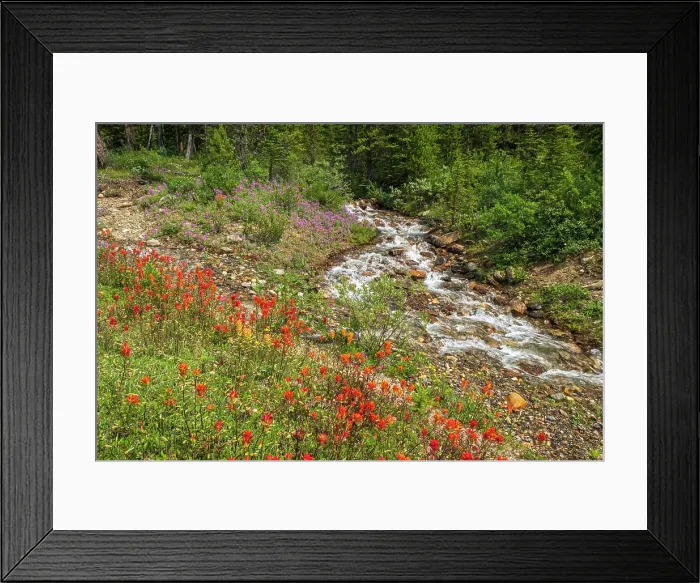 Framed Print : Paintbrush Castelija sp) and fireweed (Epilobium sp). along Mosquito Creek. Icefields Parkway. Banff National Park, Alberta, Canada Framed Print : Paintbrush Castelija sp) and fireweed (Epilobium sp). along Mosquito Creek. Icefields Parkway. Banff National Park, Alberta, Canada