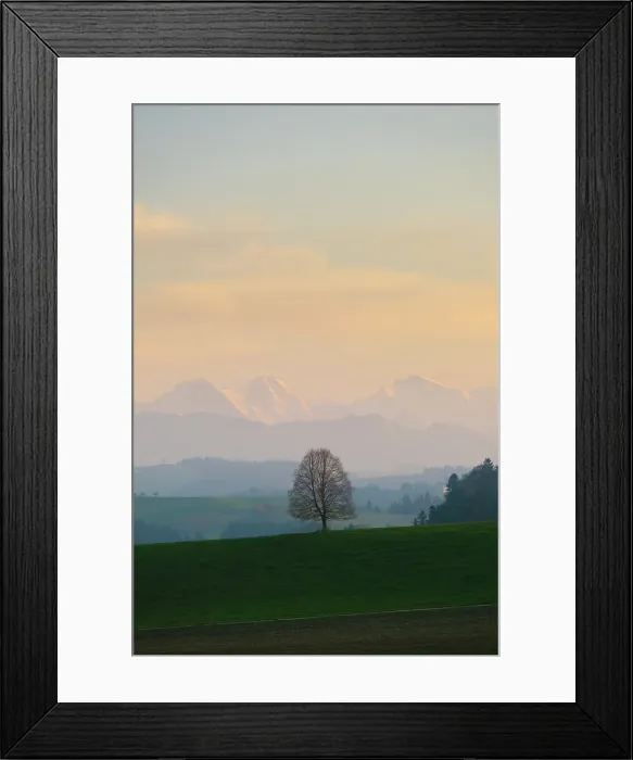 Framed Print : Lone tree with Eiger, Monch, Jungfrau behind, Emmental, Berner Oberland, Switzerland Framed Print : Lone tree with Eiger, Monch, Jungfrau behind, Emmental, Berner Oberland, Switzerland