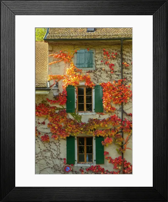 Framed Print : Boston Ivy on a house in Aigle, Vaud, Switzerland Framed Print : Boston Ivy on a house in Aigle, Vaud, Switzerland