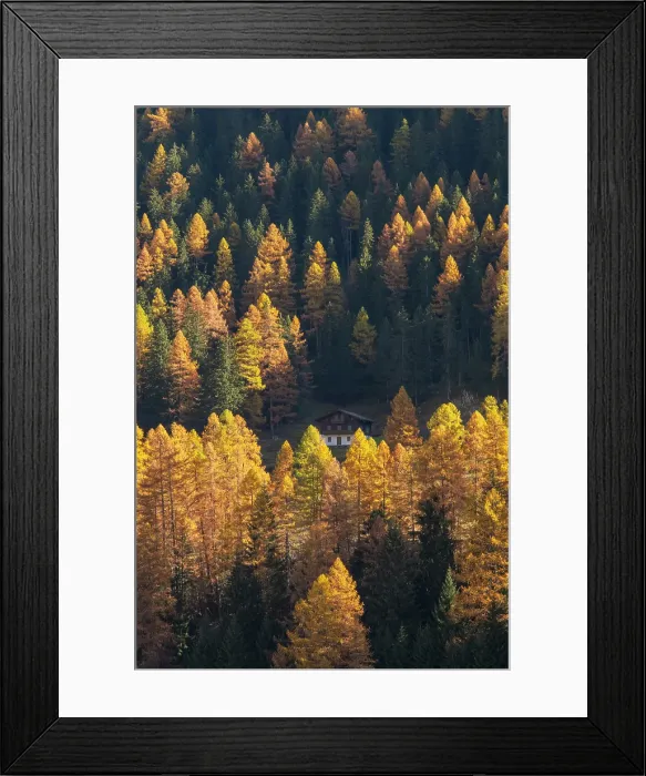 Framed Print : Larch tree forest, Lotschental Valley, Valais, Switzerland Framed Print : Larch tree forest, Lotschental Valley, Valais, Switzerland