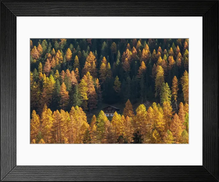 Framed Print : Larch tree forest, Lotschental Valley, Valais, Switzerland Framed Print : Larch tree forest, Lotschental Valley, Valais, Switzerland
