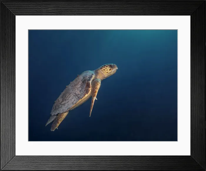 Framed Print : Loggerhead Turtle (Caretta caretta), Grand Cayman, Cayman Islands, British West Indies Framed Print : Loggerhead Turtle (Caretta caretta), Grand Cayman, Cayman Islands, British West Indies