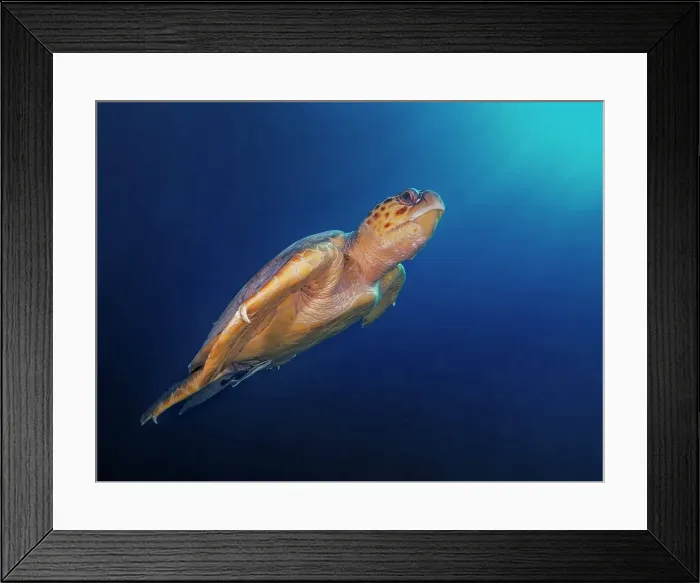 Framed Print : Loggerhead Turtle (Caretta caretta), Grand Cayman, Cayman Islands, British West Indies Framed Print : Loggerhead Turtle (Caretta caretta), Grand Cayman, Cayman Islands, British West Indies
