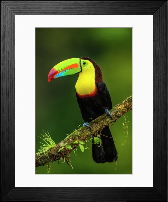 Framed Print : Keel-billed Toucan (Ramphastos sulfuratus), Laguna del Lagarto, Alajuela, Costa Rica Framed Print : Keel-billed Toucan (Ramphastos sulfuratus), Laguna del Lagarto, Alajuela, Costa Rica