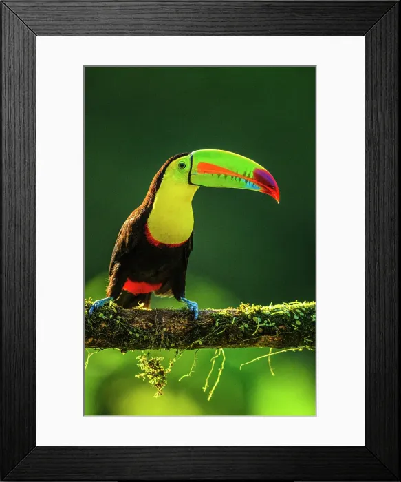 Framed Print : Keel-billed Toucan (Ramphastos sulfuratus), Laguna del Lagarto, Alajuela, Costa Rica