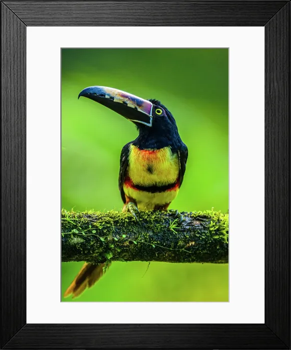 Framed Print : Collared araçari (Pteroglossus torquatus), Laguna del Lagarto, Alajuela, Costa Rica Framed Print : Collared araçari (Pteroglossus torquatus), Laguna del Lagarto, Alajuela, Costa Rica