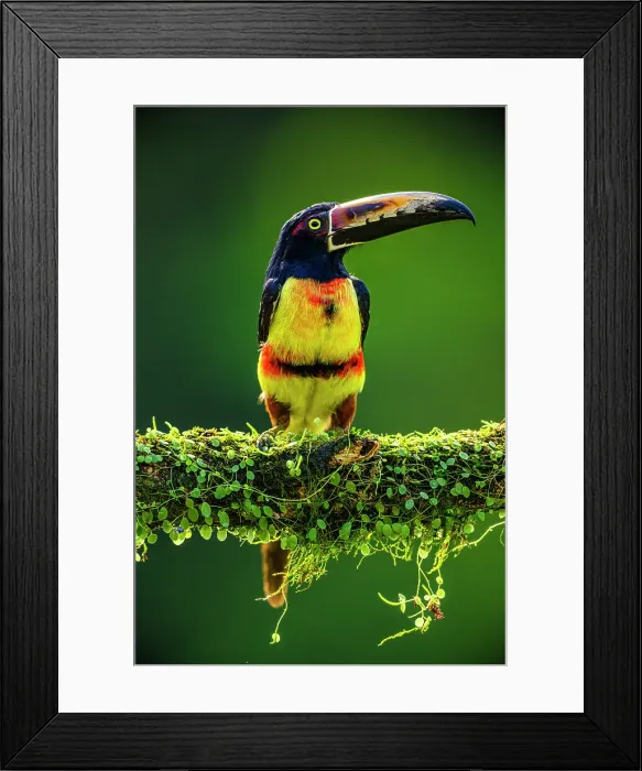Framed Print : Collared aracari (Pteroglossus torquatus), Laguna del Lagarto, Alajuela, Costa Rica Framed Print : Collared aracari (Pteroglossus torquatus), Laguna del Lagarto, Alajuela, Costa Rica