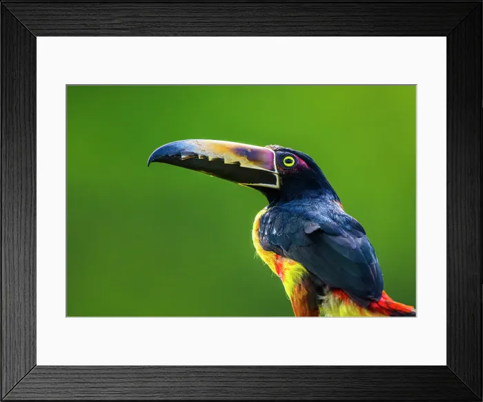 Framed Print : Collared aracari (Pteroglossus torquatus), Laguna del Lagarto, Alajuela, Costa Rica Framed Print : Collared aracari (Pteroglossus torquatus), Laguna del Lagarto, Alajuela, Costa Rica