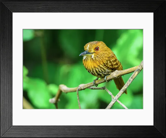 Framed Print : White-whiskered Puffbird (Malacoptila panamensis), Orotina, Alajuela, Costa Rica Framed Print : White-whiskered Puffbird (Malacoptila panamensis), Orotina, Alajuela, Costa Rica