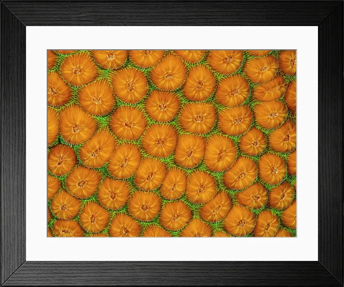 Framed Print : Great Star Coral (Montastraea cavernosa), Grand Cayman, Cayman Islands, British West Indies Framed Print : Great Star Coral (Montastraea cavernosa), Grand Cayman, Cayman Islands, British West Indies