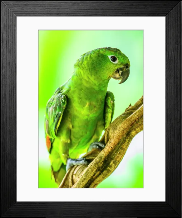 Framed Print : Southern mealy amazon, southern mealy parrot (Amazona farinosa), Rio San Carlos, Alajuela, Costa Rica Framed Print : Southern mealy amazon, southern mealy parrot (Amazona farinosa), Rio San Carlos, Alajuela, Costa Rica