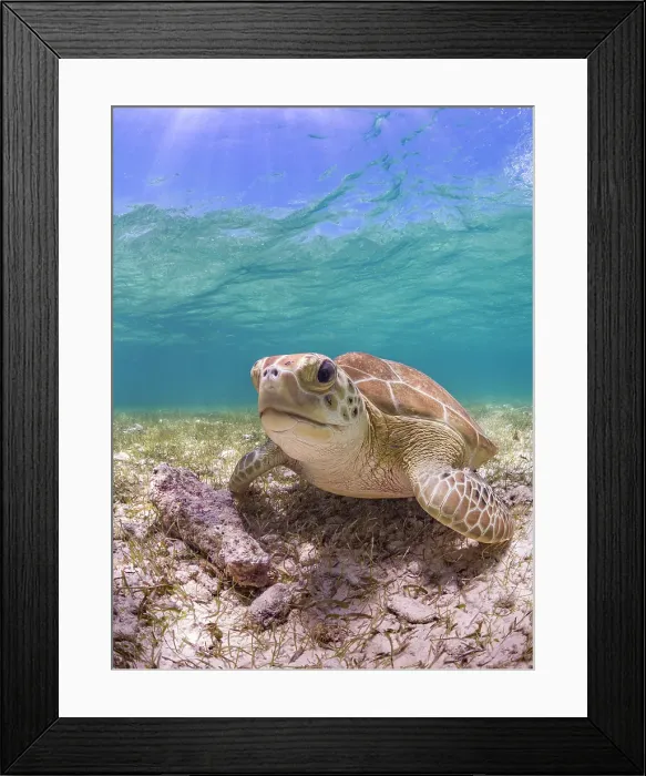 Framed Print : Green Turtle (Chelonia mydas), Grand Cayman, Cayman Islands, British West Indies Framed Print : Green Turtle (Chelonia mydas), Grand Cayman, Cayman Islands, British West Indies