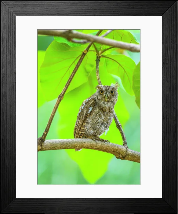 Framed Print : Pacific screech owl (Megascops cooperi), Orotina, Alajuela, Costa Rica Framed Print : Pacific screech owl (Megascops cooperi), Orotina, Alajuela, Costa Rica