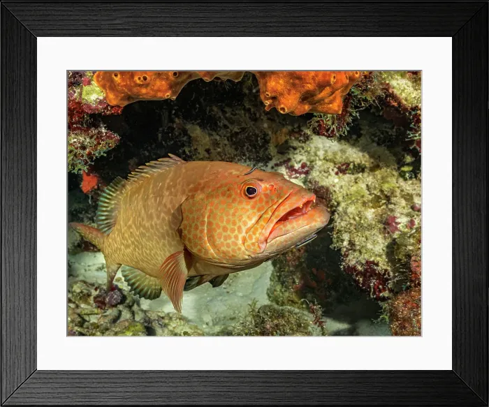Framed Print : Tiger Grouper (Mycteroperca tigris), Grand Cayman, Cayman Islands, British West Indies