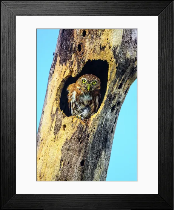 Framed Print : Ferruginous pygmy owl (Glaucidium brasilianum), Orotina, Alajuela, Costa Rica Framed Print : Ferruginous pygmy owl (Glaucidium brasilianum), Orotina, Alajuela, Costa Rica