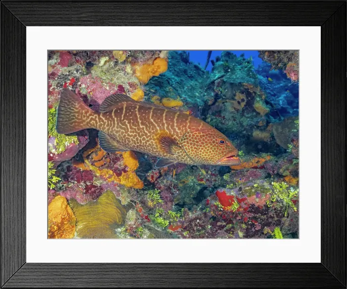 Framed Print : Tiger Grouper (Mycteroperca tigris) at Big Tunnels Dive Site, Grand Cayman, Cayman Islands, British West Indies