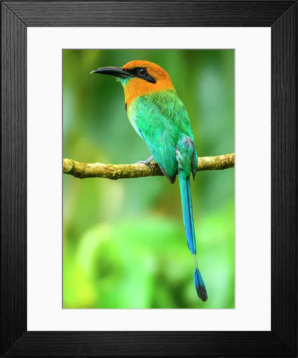 Framed Print : Broad-billed motmot (Electron platyrhynchum), Laguna del Lagarto, Alajuela, Costa Rica Framed Print : Broad-billed motmot (Electron platyrhynchum), Laguna del Lagarto, Alajuela, Costa Rica