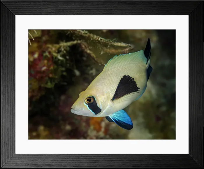 Framed Print : Masked Hamlet (Hypoplectrus providencianus), Grand Cayman, Cayman Islands, British West Indies Framed Print : Masked Hamlet (Hypoplectrus providencianus), Grand Cayman, Cayman Islands, British West Indies