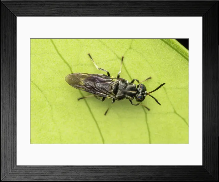 Framed Print : Black soldier fly (Hermetia illucens), San Jose, Costa Rica Framed Print : Black soldier fly (Hermetia illucens), San Jose, Costa Rica
