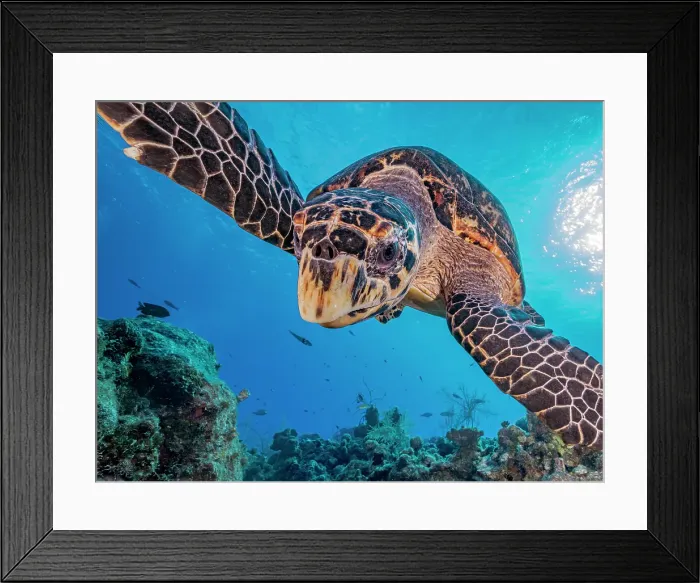 Framed Print : Hawksbill Turtle (Eretmochelys imbricata), Grand Cayman, Cayman Islands, British West Indies Framed Print : Hawksbill Turtle (Eretmochelys imbricata), Grand Cayman, Cayman Islands, British West Indies
