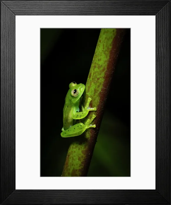 Framed Print : Emerald Glass Frog (Centrolene prosoblepon), male in mid elevation cloud forest, Costa Rica Framed Print : Emerald Glass Frog (Centrolene prosoblepon), male in mid elevation cloud forest, Costa Rica