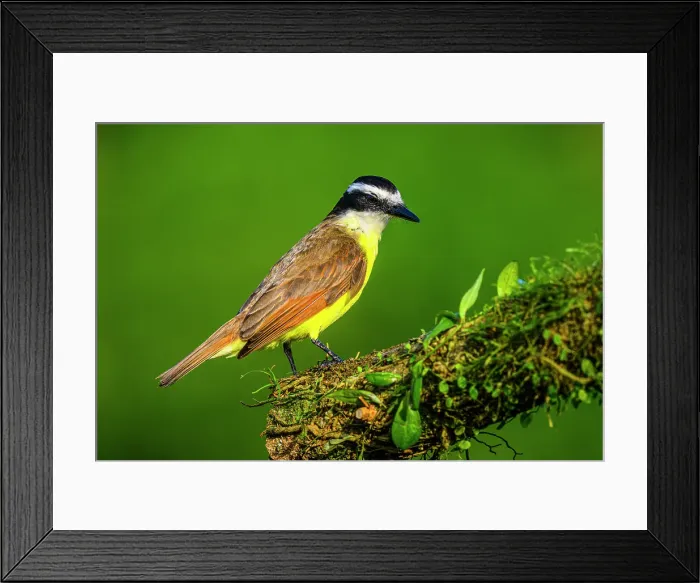 Framed Print : Great kiskadee (Pitangus sulphuratus), Laguna del Lagarto, Alajuela, Costa Rica Framed Print : Great kiskadee (Pitangus sulphuratus), Laguna del Lagarto, Alajuela, Costa Rica