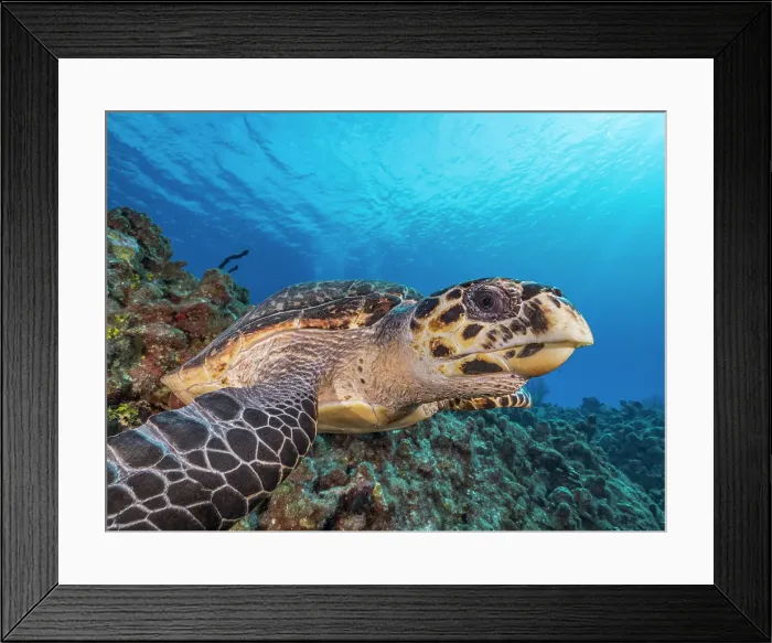 Framed Print : Hawksbill Turtle (Eretmochelys imbricata), Grand Cayman, Cayman Islands, British West Indies Framed Print : Hawksbill Turtle (Eretmochelys imbricata), Grand Cayman, Cayman Islands, British West Indies