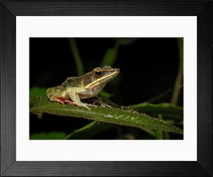 Framed Print : Brilliant Forest Frog (Lithobates warszewitschii), mid elevation cloud forest, Arenal, Costa Rica Framed Print : Brilliant Forest Frog (Lithobates warszewitschii), mid elevation cloud forest, Arenal, Costa Rica