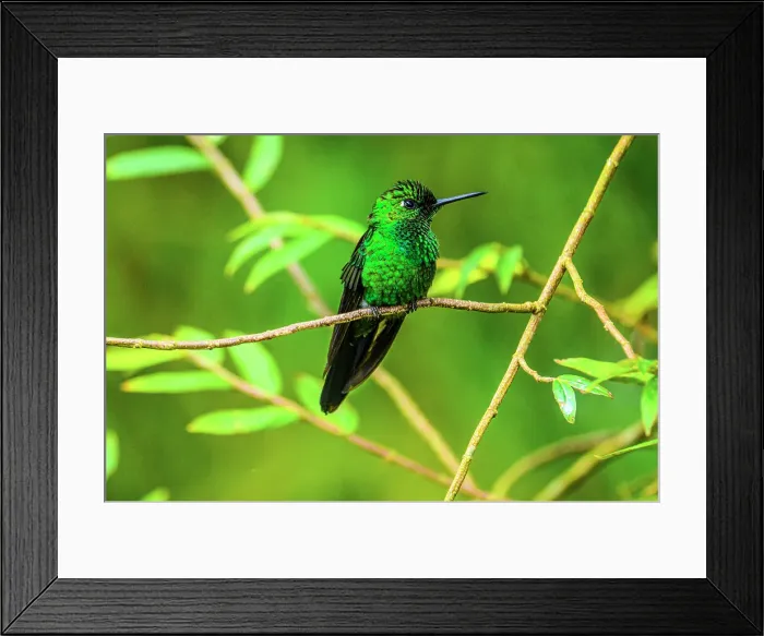 Framed Print : Green-crowned Brilliant (Heliodoxa jacula), Soda Y Mirador Cinchona, Alajuela, Costa Rica Framed Print : Green-crowned Brilliant (Heliodoxa jacula), Soda Y Mirador Cinchona, Alajuela, Costa Rica