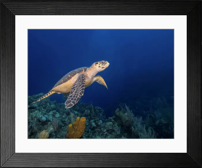 Framed Print : Hawksbill Turtle (Eretmochelys imbricata), Grand Cayman, Cayman Islands, British West Indies