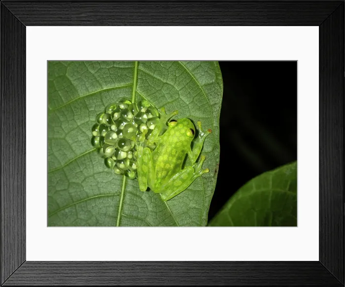 Framed Print : Reticulated Glass Frog (Hyalinobatrachium Valerioi) guarding eggs, mid elevation cloud forest, Arenal, Costa Rica Framed Print : Reticulated Glass Frog (Hyalinobatrachium Valerioi) guarding eggs, mid elevation cloud forest, Arenal, Costa Rica