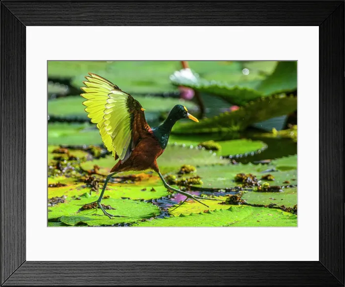Framed Print : CATIE Botannical Garden Turrialba, Cartago, Costa Rica Framed Print : CATIE Botannical Garden Turrialba, Cartago, Costa Rica